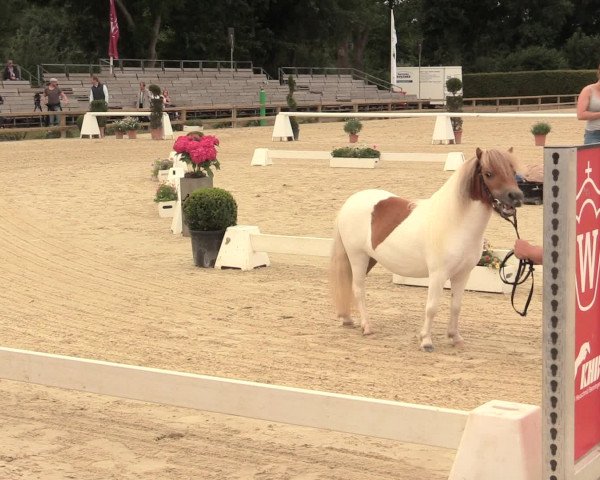 49. Westfälische Eliteschau - Reitpony- und Kleinpferdestuten