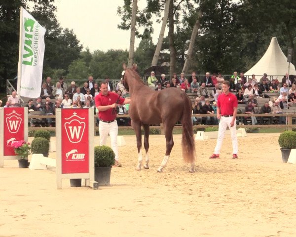 51. Westfälische Eliteschau Reitpferde-, Friesen- und Kaltblutstuten