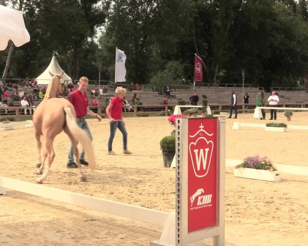 49. Westfälische Eliteschau - Reitpony- und Kleinpferdestuten