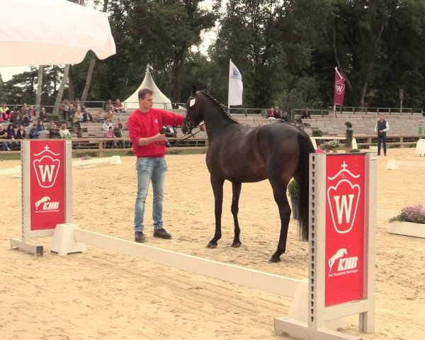 49. Westfälische Eliteschau - Reitpony- und Kleinpferdestuten