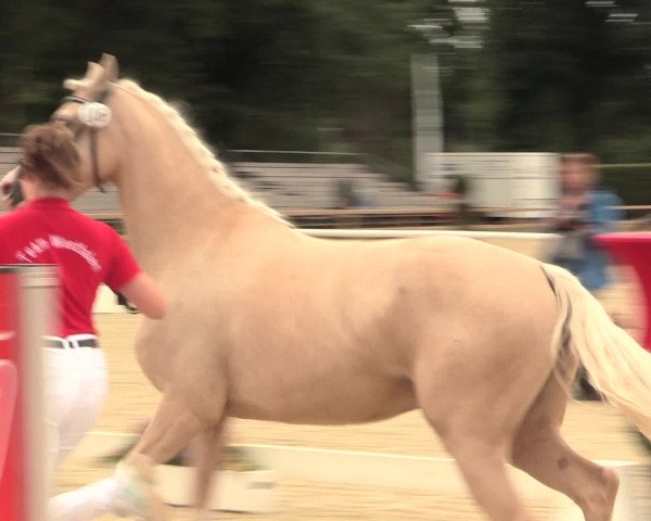 49. Westfälische Eliteschau - Reitpony- und Kleinpferdestuten