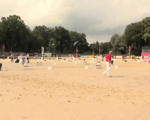 51. Westfälische Eliteschau Reitpferde-, Friesen- und Kaltblutstuten