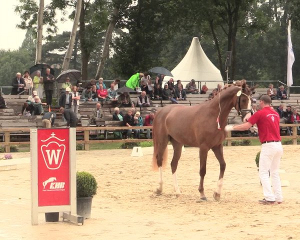 51. Westfälische Eliteschau Reitpferde-, Friesen- und Kaltblutstuten