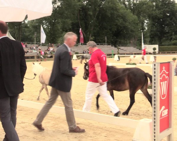 49. Westfälische Eliteschau - Reitpony- und Kleinpferdestuten