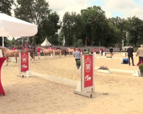 49. Westfälische Eliteschau - Reitpony- und Kleinpferdestuten