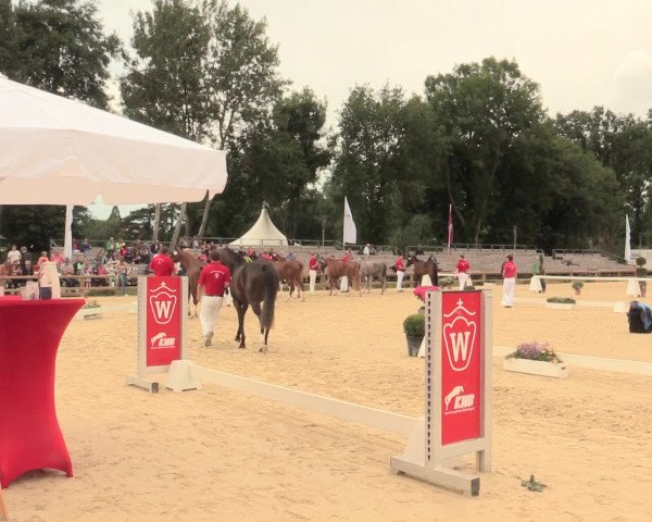 49. Westfälische Eliteschau - Reitpony- und Kleinpferdestuten