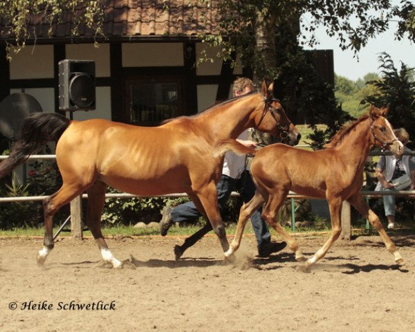 Zuchtstute Psyches Imperia ox (Vollblutaraber, 2000, von Psyches Ambassador ox)