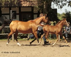 broodmare Psyches Imperia ox (Arabian purebred, 2000, from Psyches Ambassador ox)