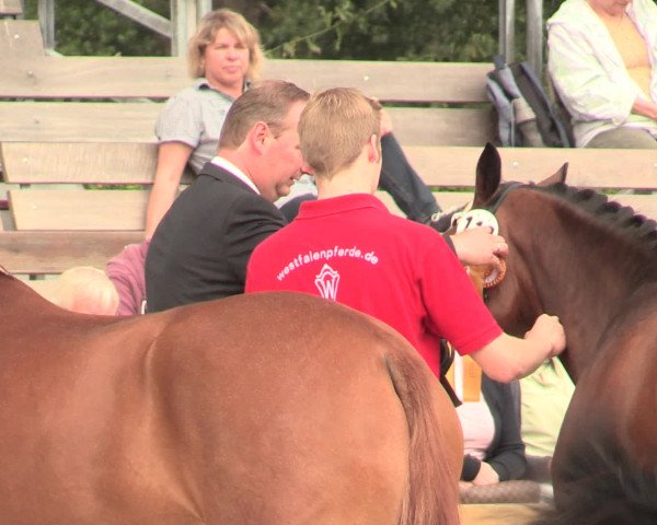 49. Westfälische Eliteschau - Reitpony- und Kleinpferdestuten