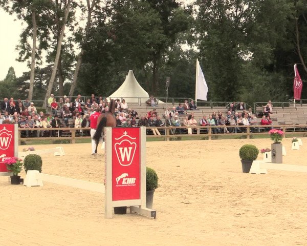 51. Westfälische Eliteschau Reitpferde-, Friesen- und Kaltblutstuten
