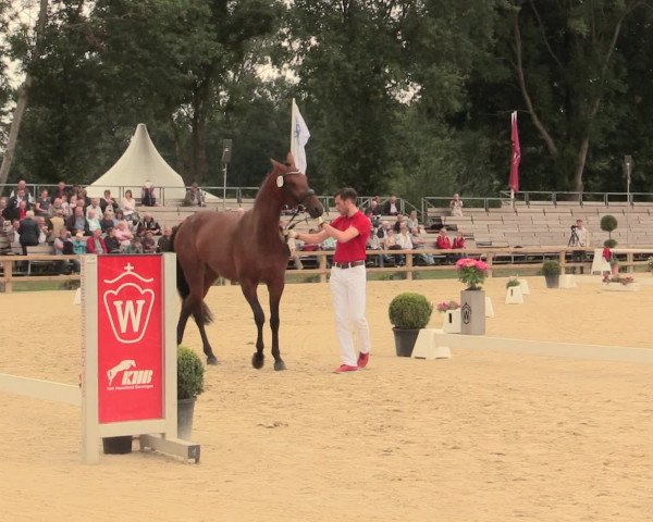 51. Westfälische Eliteschau Reitpferde-, Friesen- und Kaltblutstuten