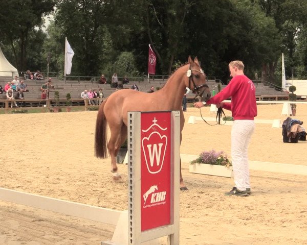 49. Westfälische Eliteschau - Reitpony- und Kleinpferdestuten