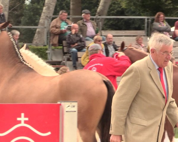 49. Westfälische Eliteschau - Reitpony- und Kleinpferdestuten