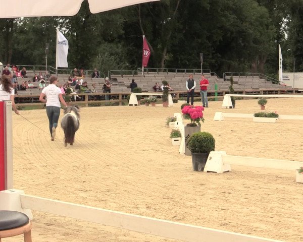 49. Westfälische Eliteschau - Reitpony- und Kleinpferdestuten