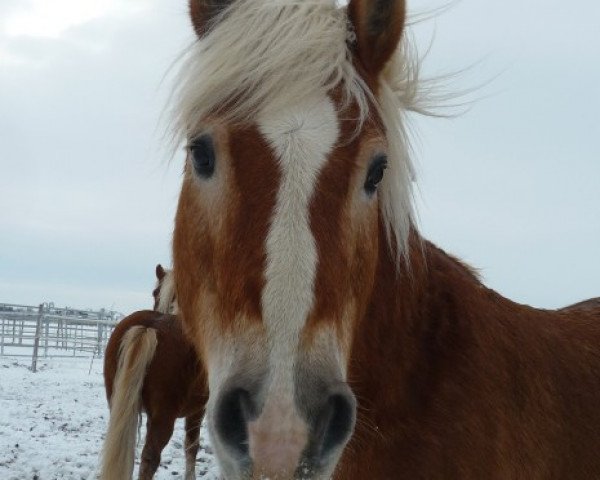 Pferd Nörd (Haflinger, 1993, von Nordstern)