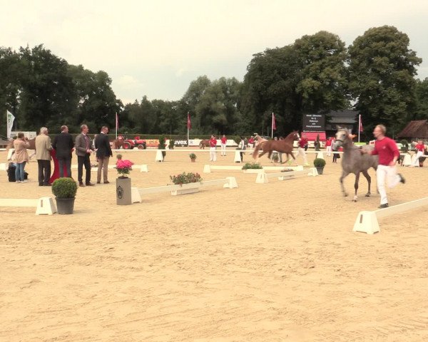 49. Westfälische Eliteschau - Reitpony- und Kleinpferdestuten