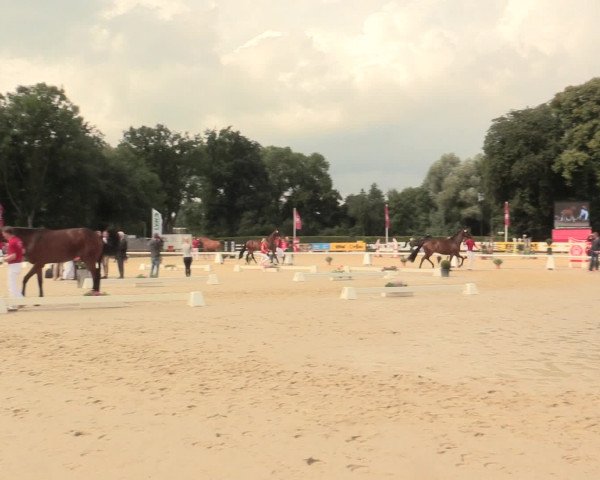 51. Westfälische Eliteschau Reitpferde-, Friesen- und Kaltblutstuten