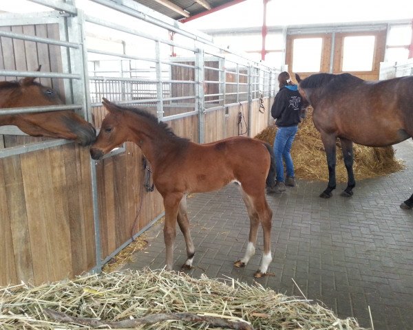broodmare Pippa (Westphalian, 2014, from Pilothago Dxb)