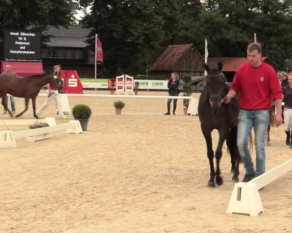 49. Westfälische Eliteschau - Reitpony- und Kleinpferdestuten