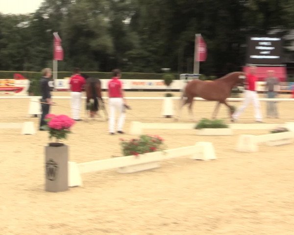 49. Westfälische Eliteschau - Reitpony- und Kleinpferdestuten