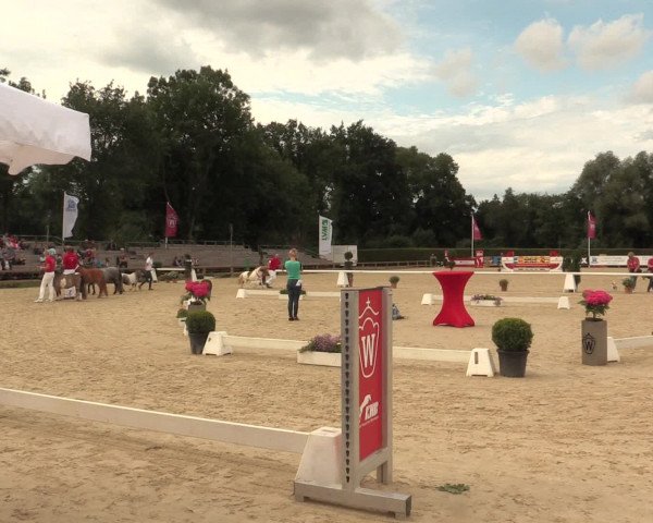 49. Westfälische Eliteschau - Reitpony- und Kleinpferdestuten