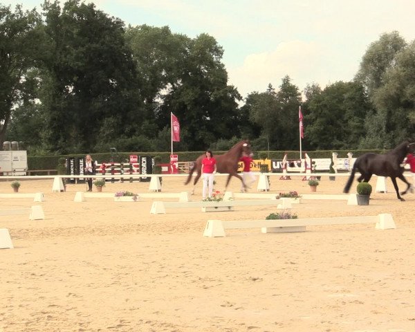 51. Westfälische Eliteschau Reitpferde-, Friesen- und Kaltblutstuten