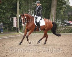 dressage horse Explosion 3 (Westphalian, 2007, from Export)