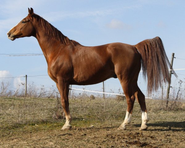 dressage horse Timi 10 (Zweibrücken, 2003, from Tabaluga)