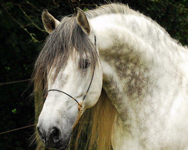 dressage horse Altivo 6 (Pura Raza Espanola (PRE), 2001, from Caprichoso XXXVI)