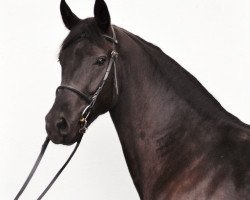 dressage horse First Lady (Rhinelander, 2011, from Feedback 16)