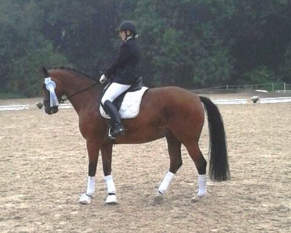 dressage horse Mika As (Mecklenburg, 2007, from Mighty Magic) dressage horse Mika As (Mecklenburg, 2007, from Mighty Magic)