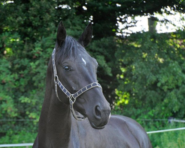 broodmare Ebony TH (Westphalian, 2012, from Ehrenpreis)