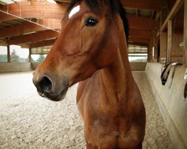jumper Cherie 213 (Württemberger, 2007, from Conteur)