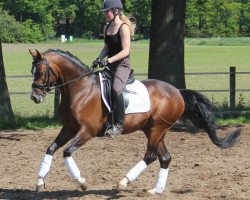 dressage horse Casadeur (German Riding Pony, 2009, from Choco Cracker)