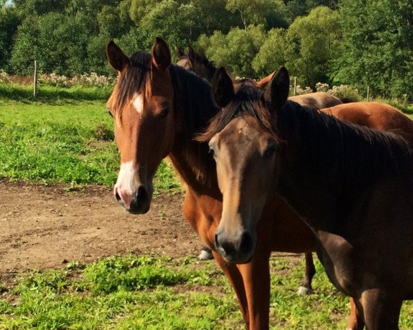 horse Cabalina - KL (Holsteiner,  , from Canoso)