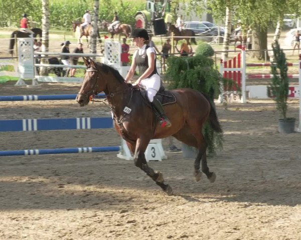 Springturnier und Reiterfest Königsbach 2021