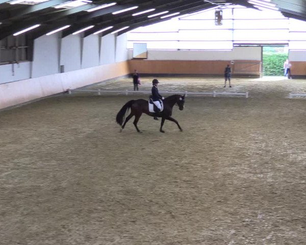 Reitturnier Datteln 2021