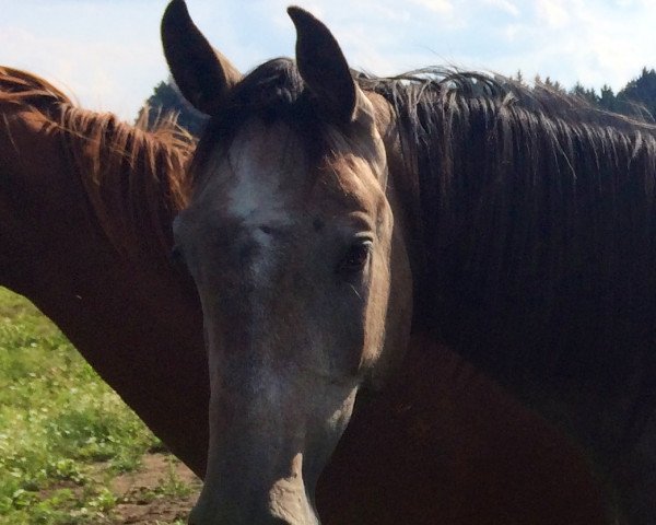 broodmare La Lycorra (Holsteiner, 2012, from Lyjanero)