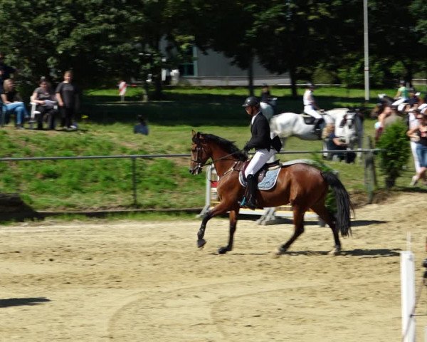 Reitturnier Kirchhoven-Vinn 2021
