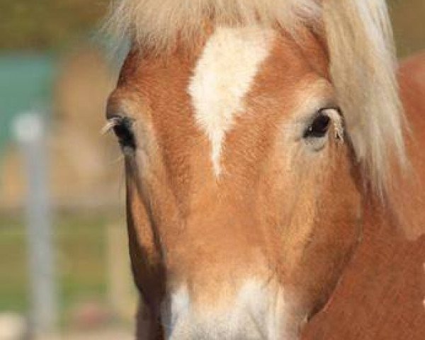 Dressage horse Nando (Haflinger, 1996, from Nordstern (12,5% ox))