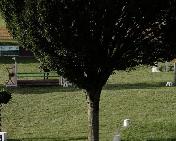 Springkonkurrenz Aadorf 2021