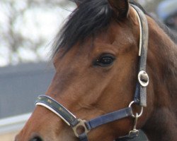 broodmare Zz Top (Holsteiner, 2007, from Lavall I)