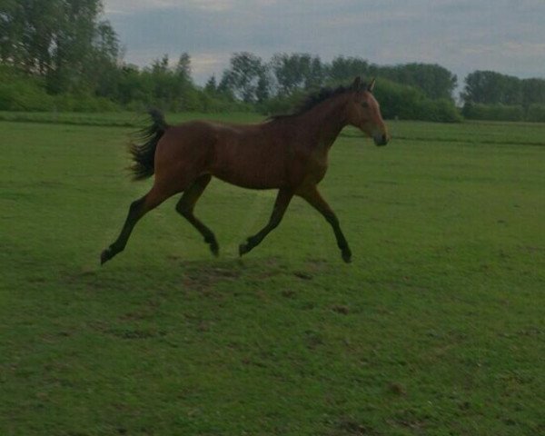 Pferd K. Julius (Deutsches Sportpferd, 2012, von Kolibris Vulkano Dree Boeken)