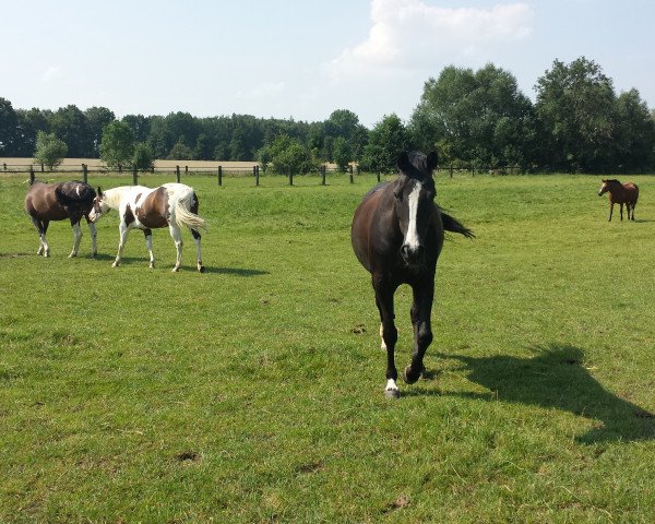 Zuchtstute Pagera (Deutsches Reitpony, 2002, von FS Pour l'Amour)