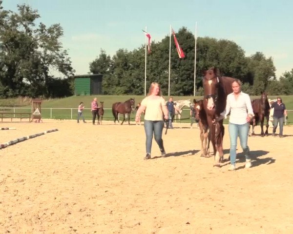 Stuten- und Fohlenschau in Hamm-Rhynern 2016