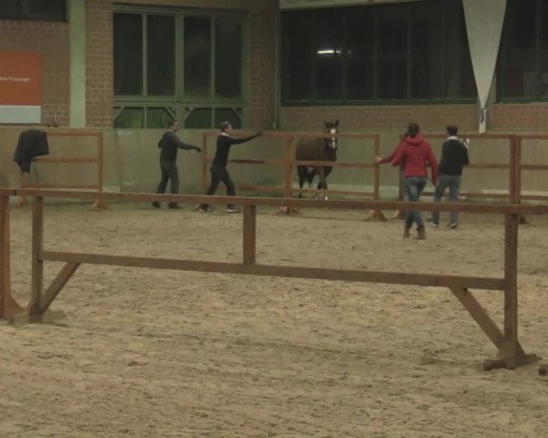 Freispringwettbewerb Heiden 2017