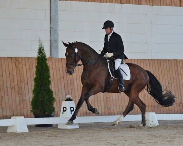 dressage horse Stallone (German Sport Horse, 2008, from Scolari)