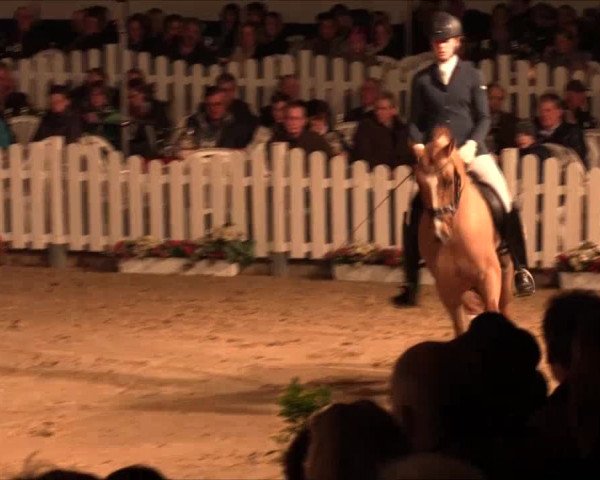 Hengstschau Holkenbrink 2017