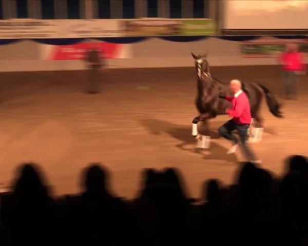 Hengstschau Holkenbrink 2017