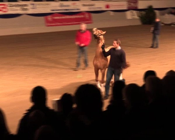 Hengstschau Holkenbrink 2017